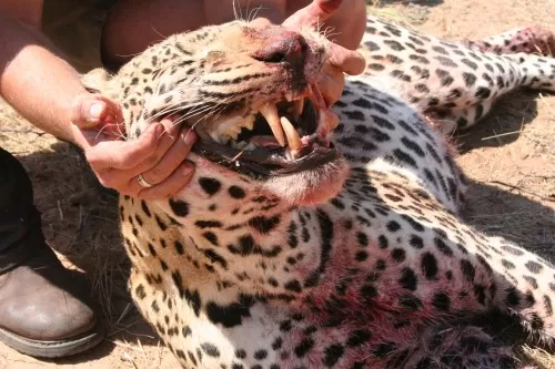 Z Leopard 7